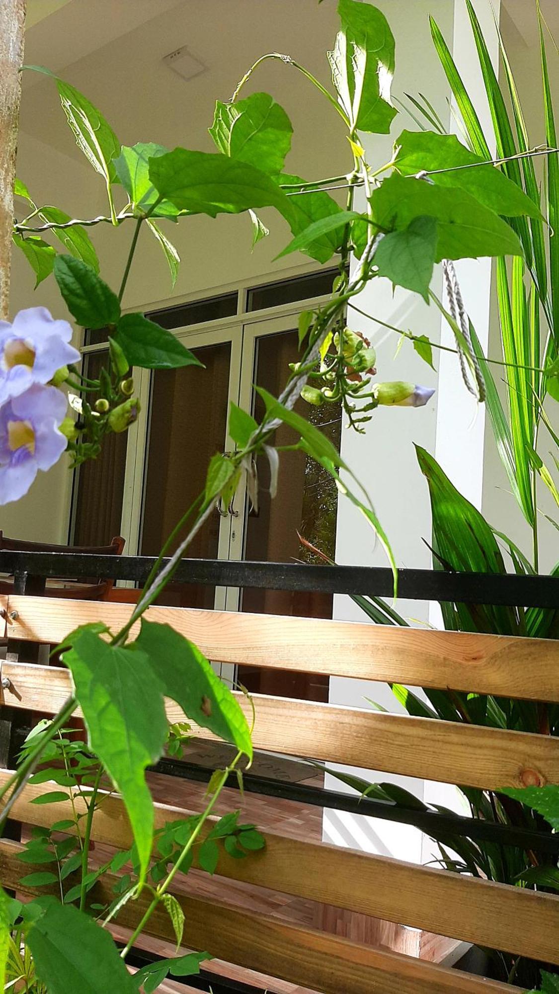 Dhanudi Homestay Ella Exteriör bild